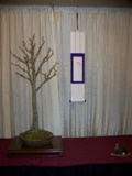 Professional bonsai exhibit MABS 2011 PIE